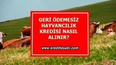 Geri Ödemesiz Hayvancılık Kredisi Nasıl Alınır Şartları Nelerdir?